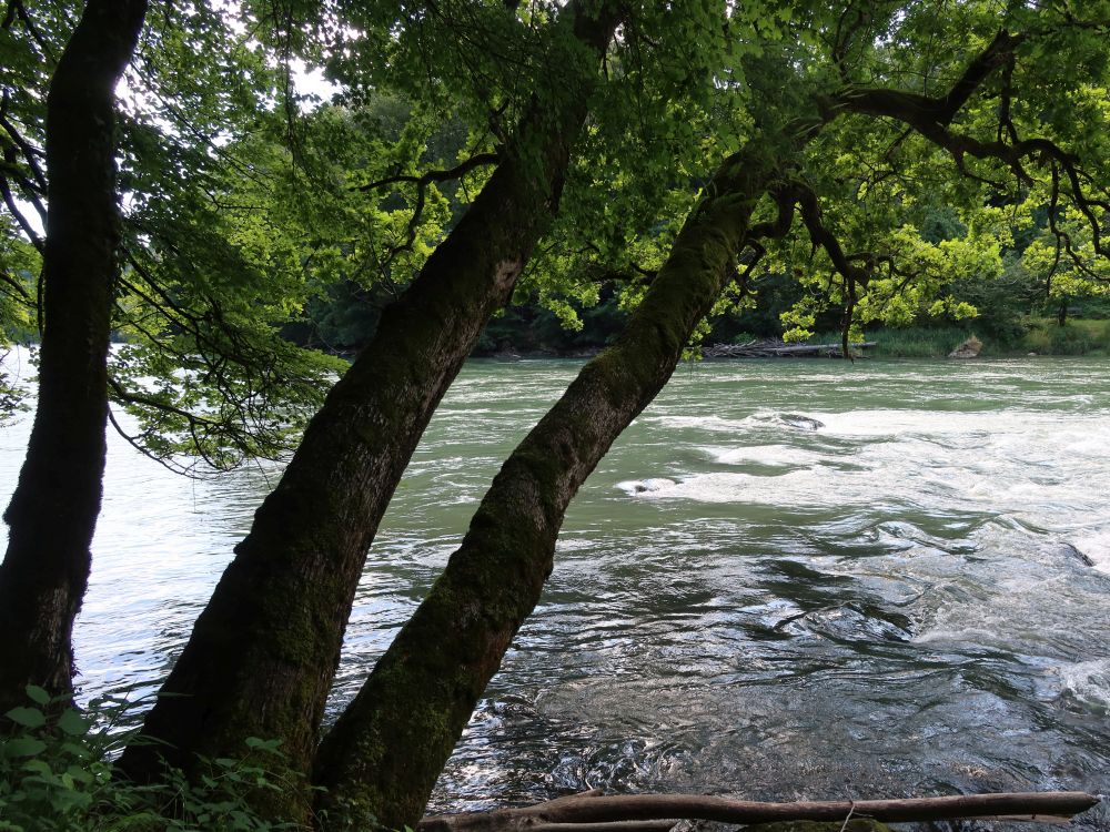 Bäume am Reussufer