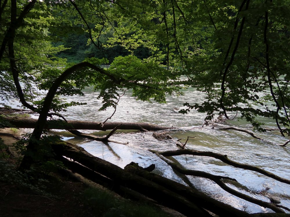 Bäume in der Reuss