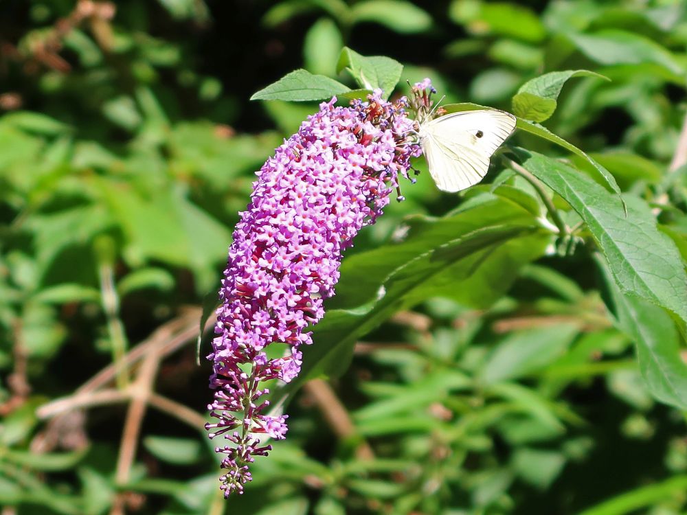 Schmetterling Kohlweißling