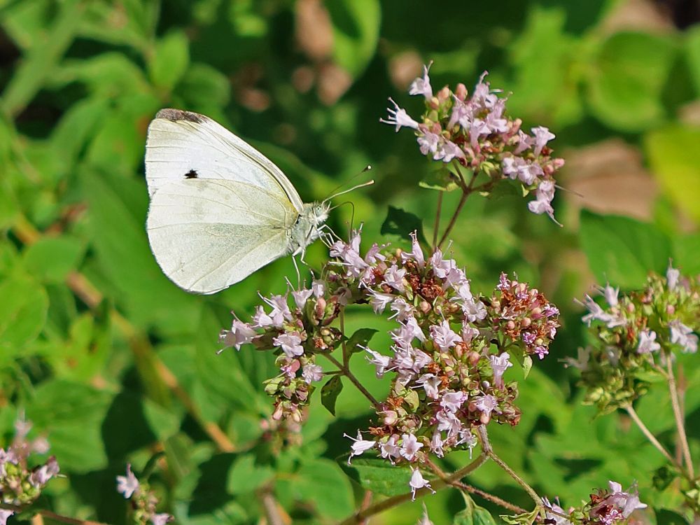 Schmetterling Kohlweißling