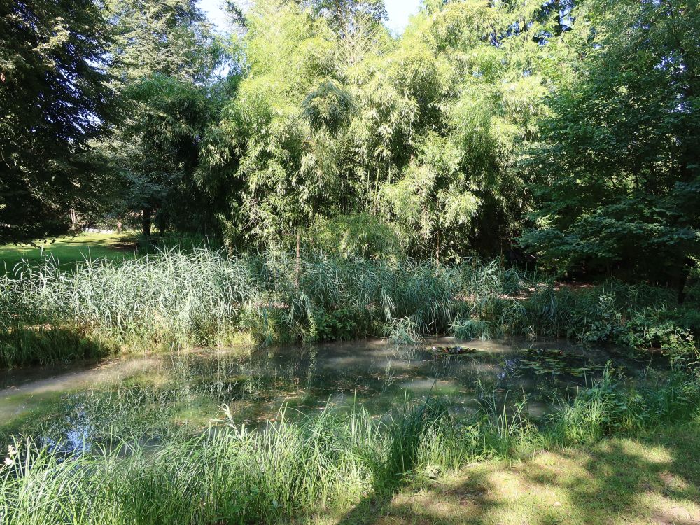 Teich mit Bambus
