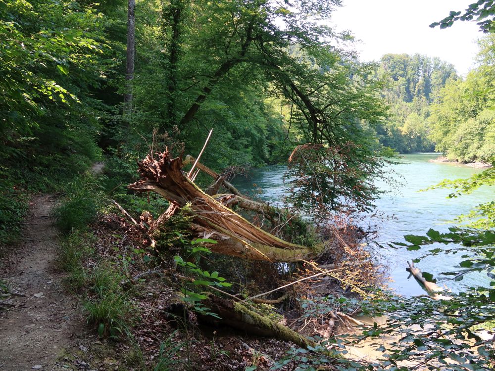 Pfad am Reussufer
