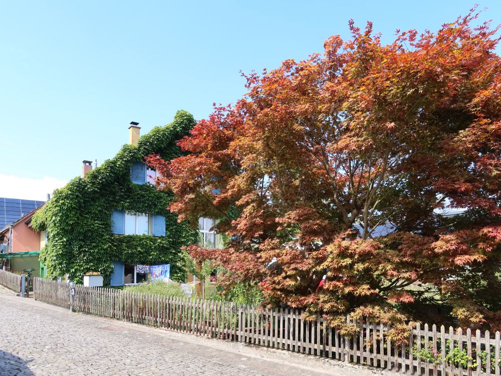 bewachsene Hauswand