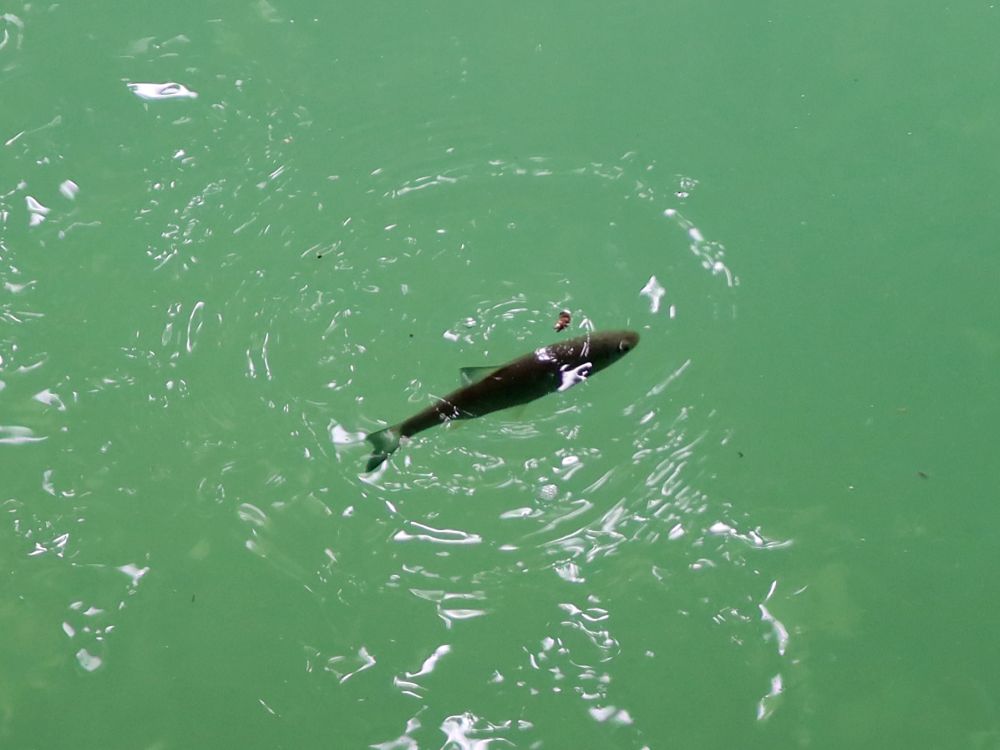 Fisch im Wasser