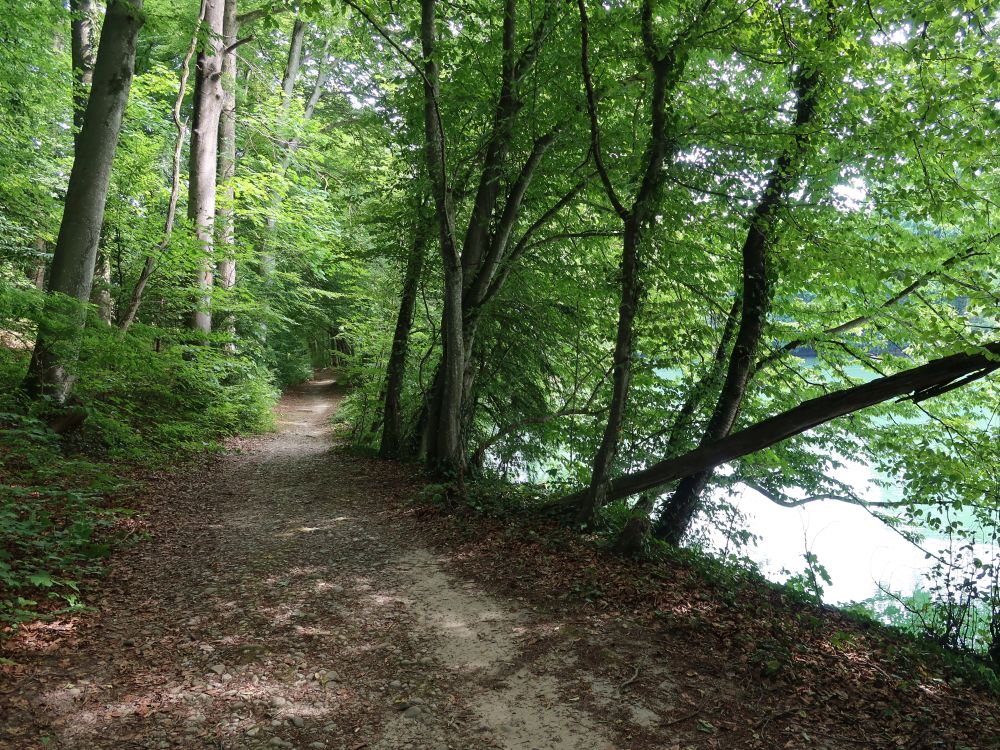 Pfad an der Reuss