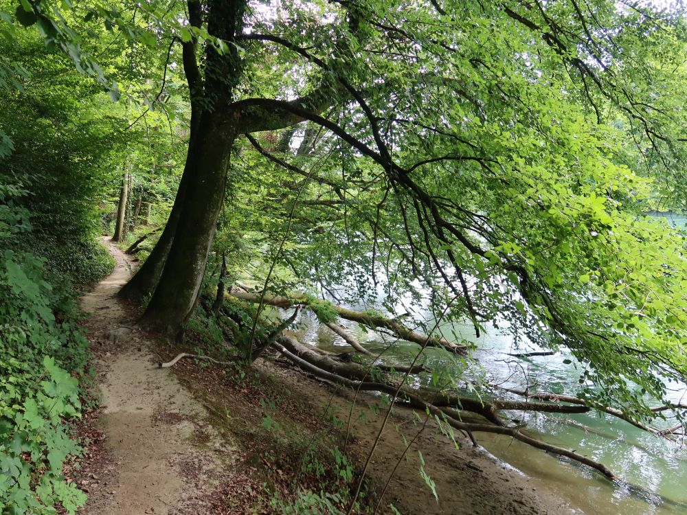 Pfad an der Reuss