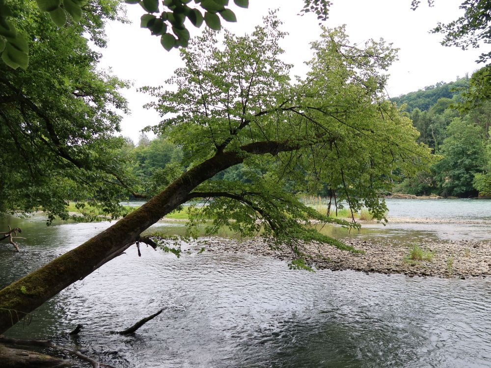 Kiesbank in der Reuss