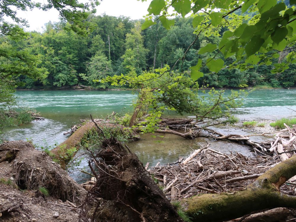 Totholz in der Reuss
