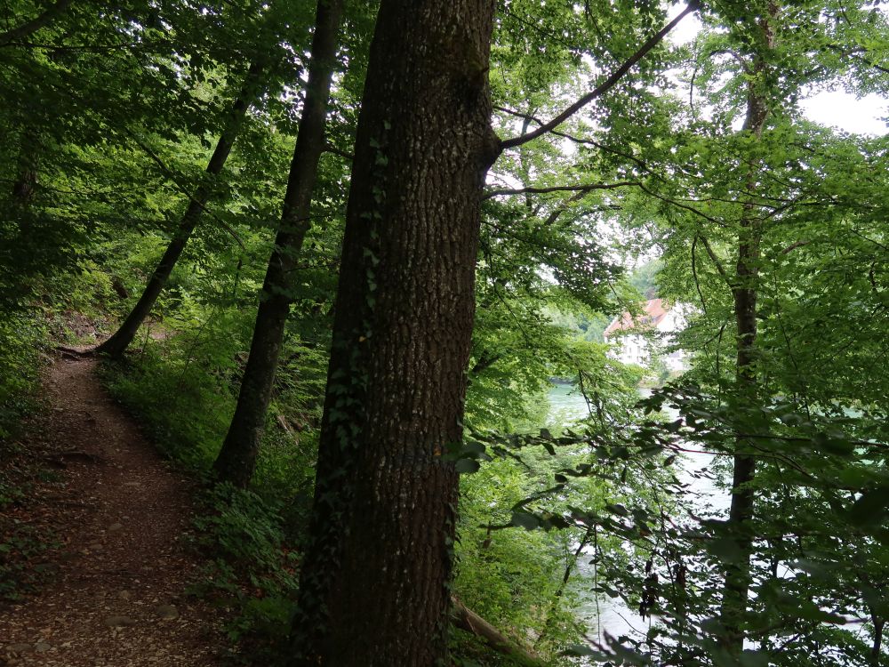 Pfad an der Reuss
