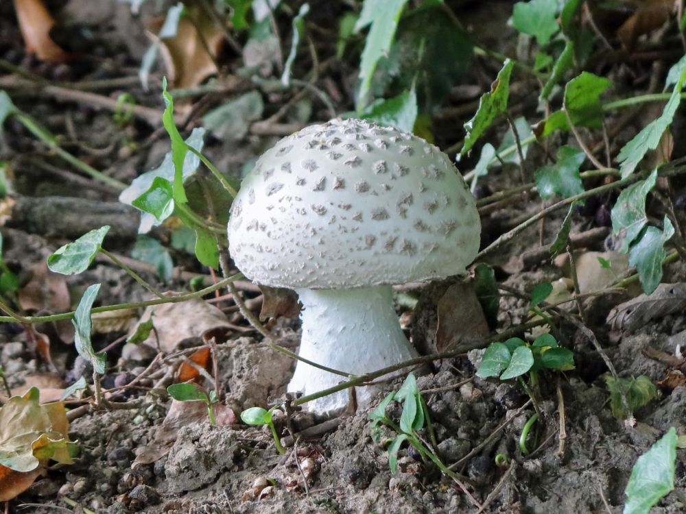 Pilz