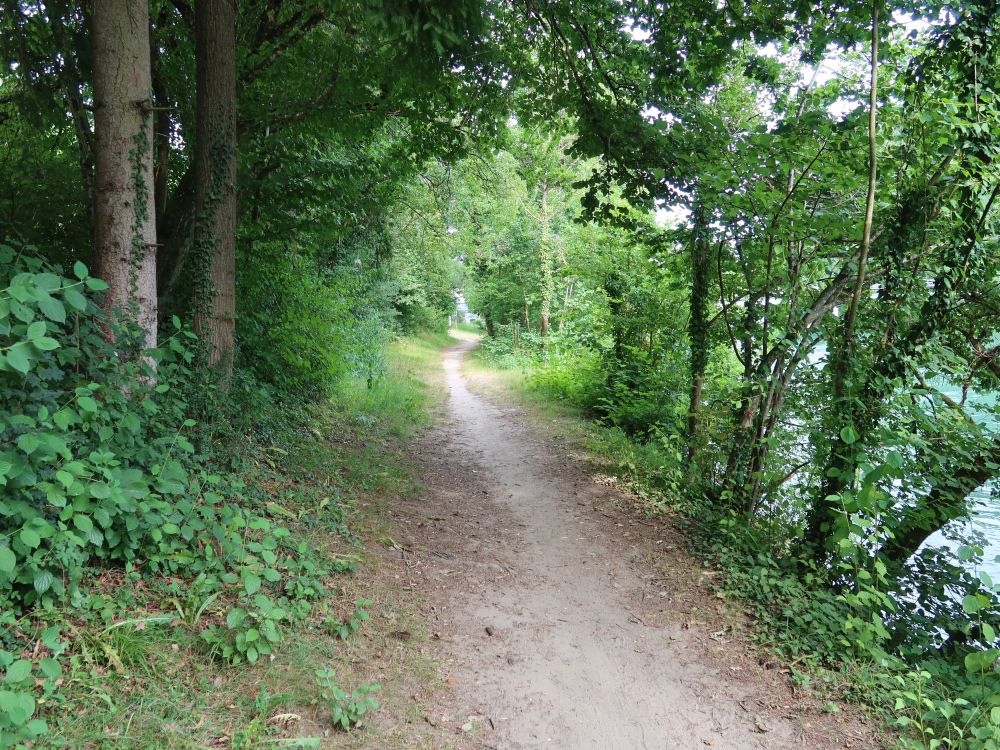 Pfad an der Reuss