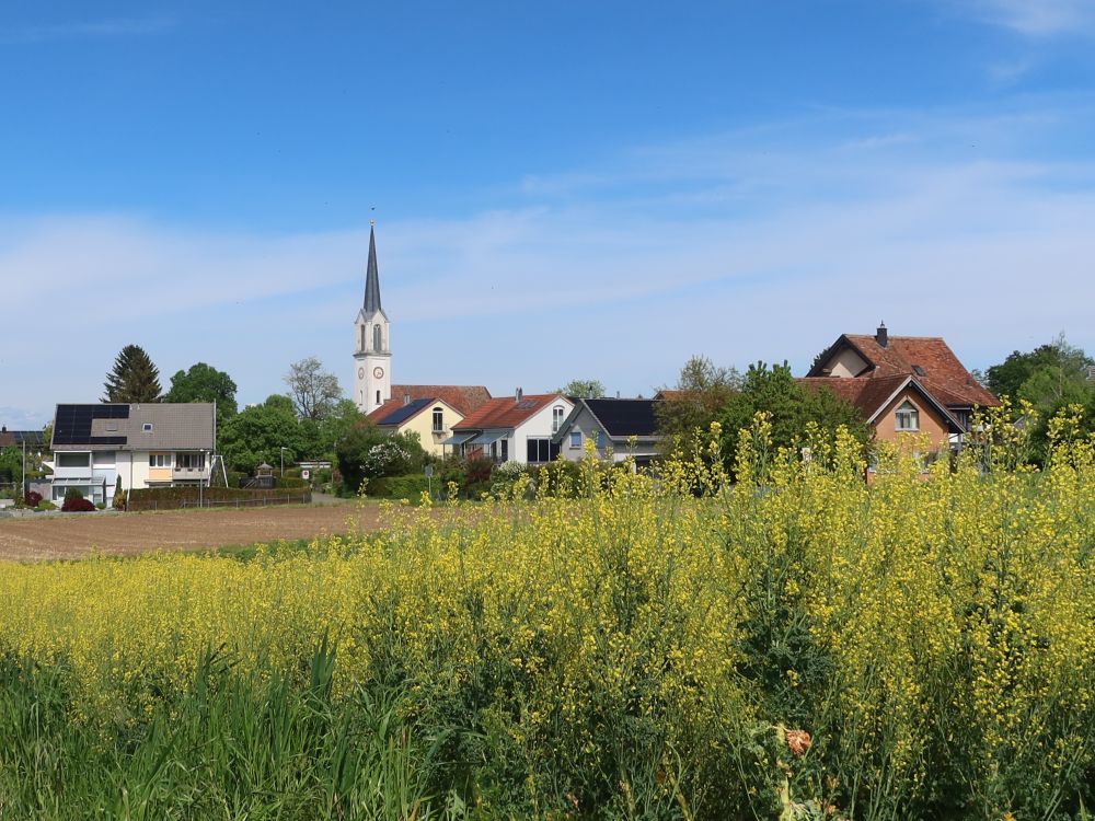 Rapsfeld und Kirche Scherzingen