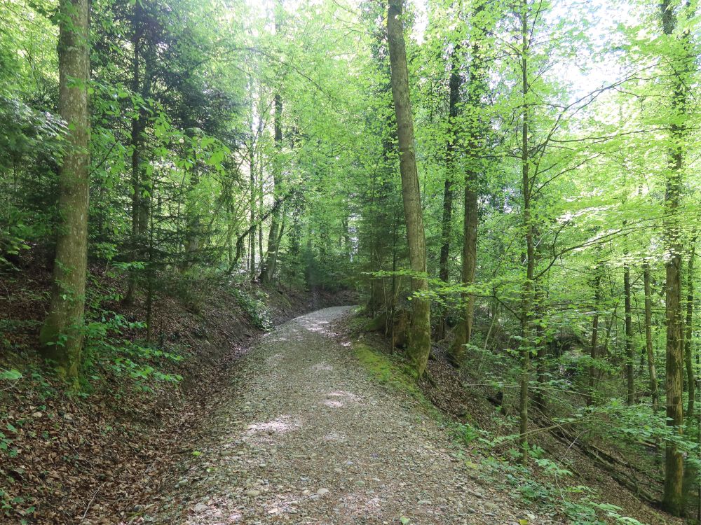 Waldweg