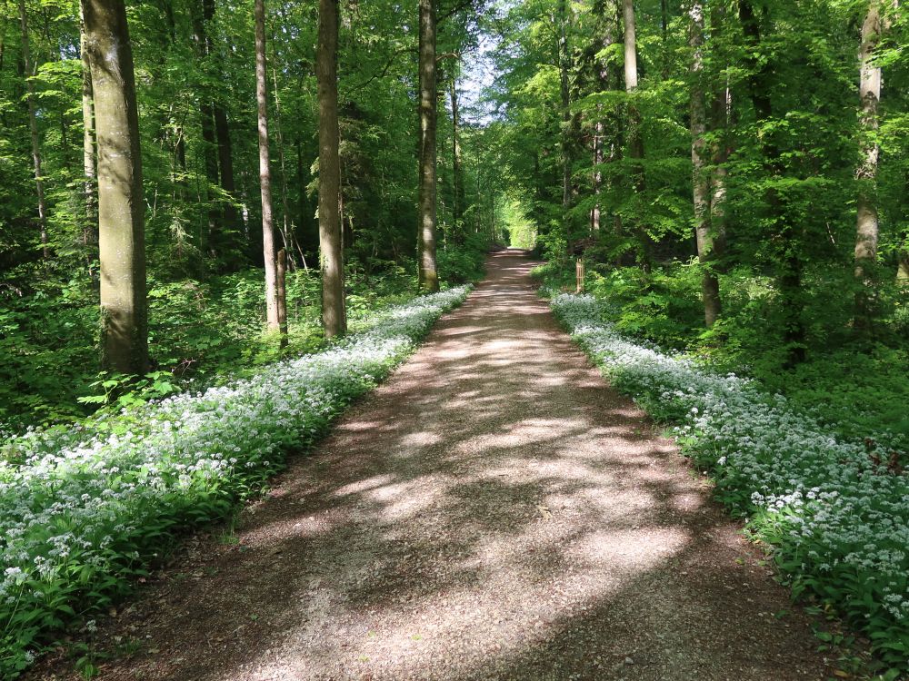 Waldweg mit Bärlauch