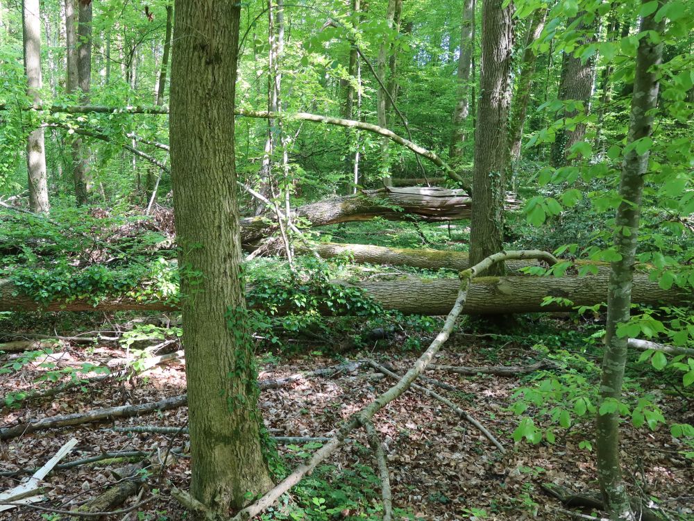 Wald mit Totholz