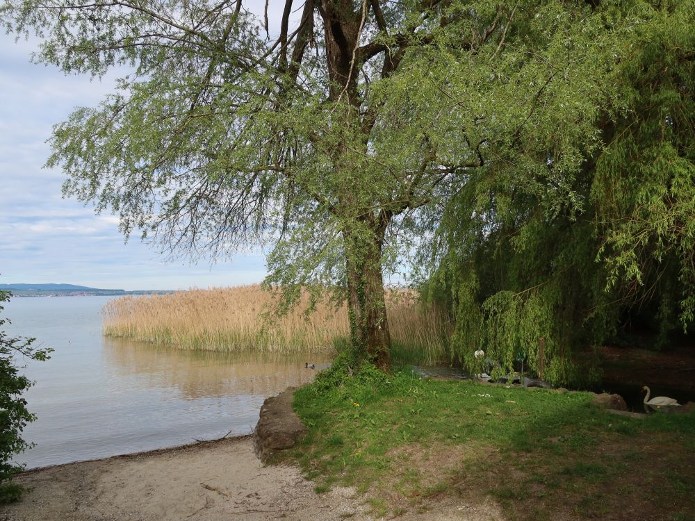 Seeufer bei der Seebachmündung
