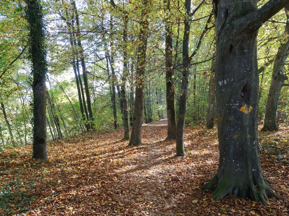 Waldweg