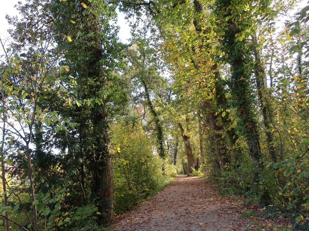 Waldweg an der Murg