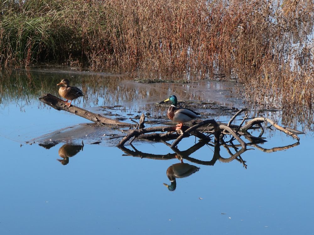 Enten im Ägelsee