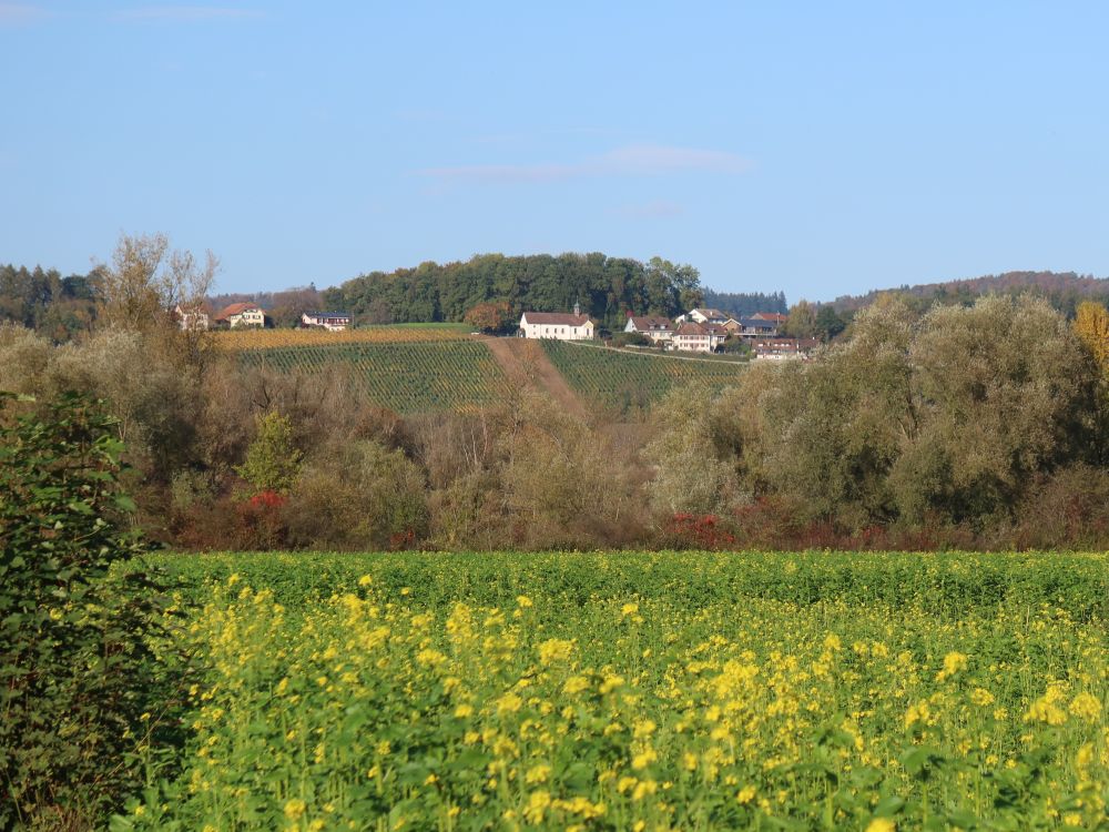 Rapsfeld und Kirche St. Martin