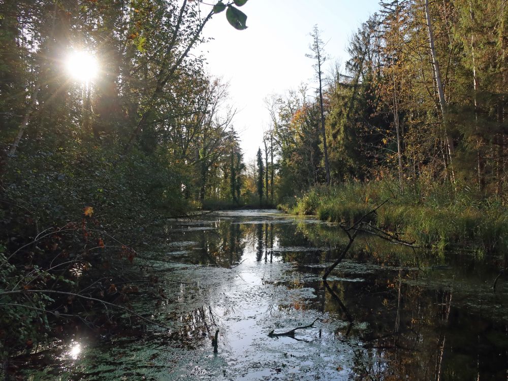 Teich im Gmeindholz