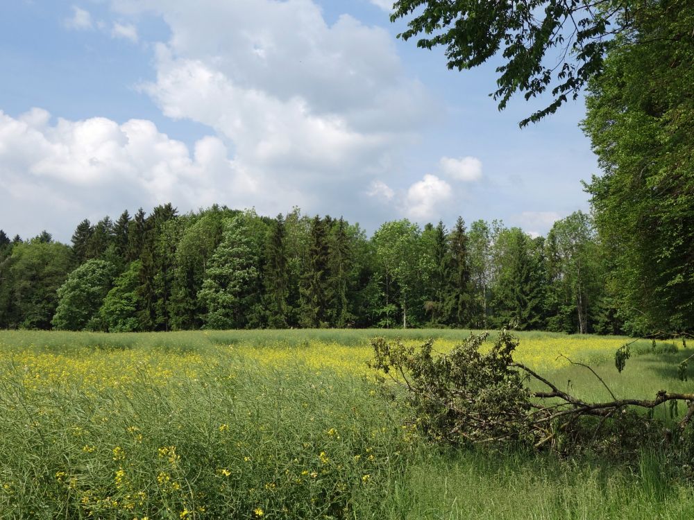 Rapsfeld am Bürgle
