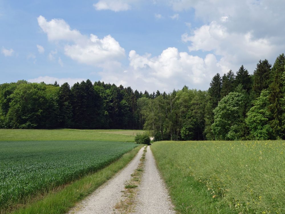 Wirtschaftsweg am Bürgle