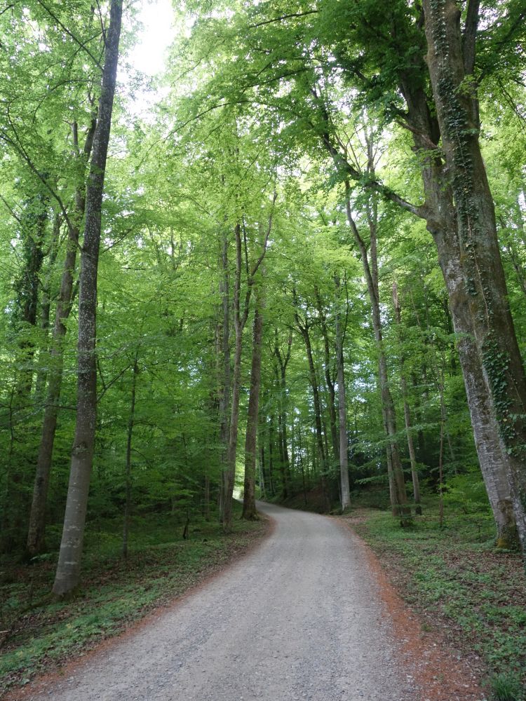 Waldweg