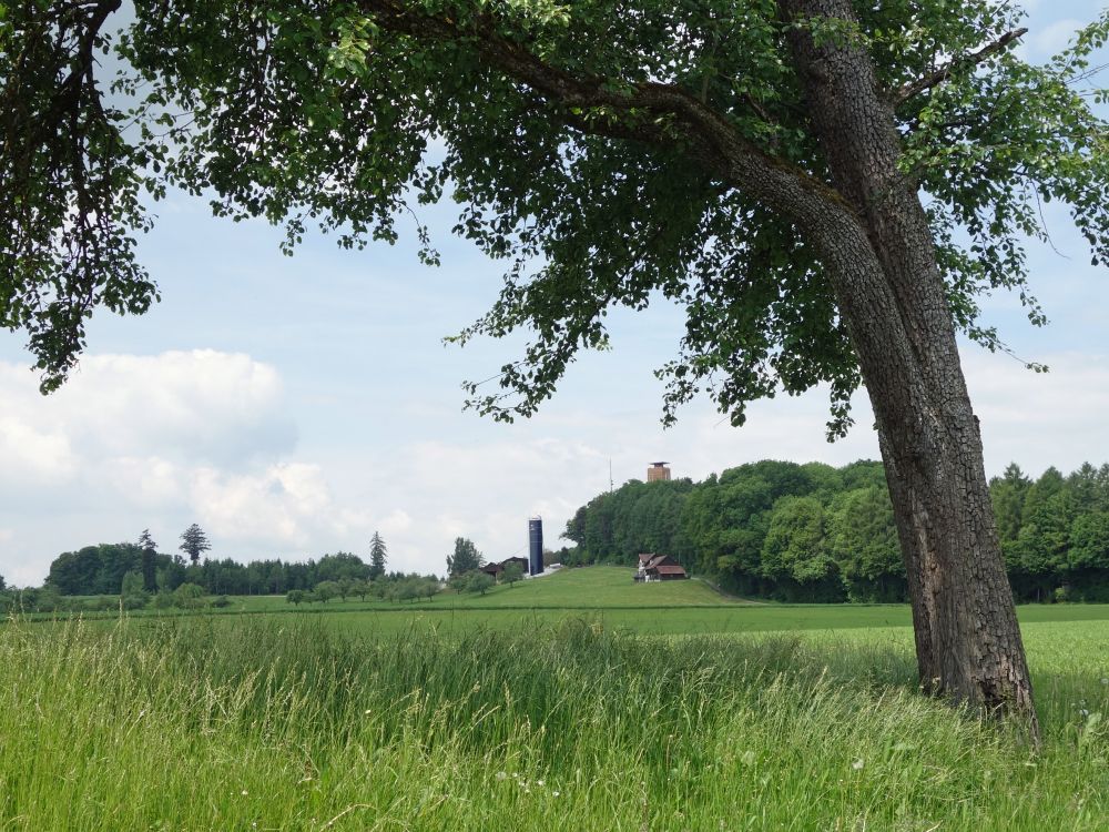 Blick zum Napoleonturm