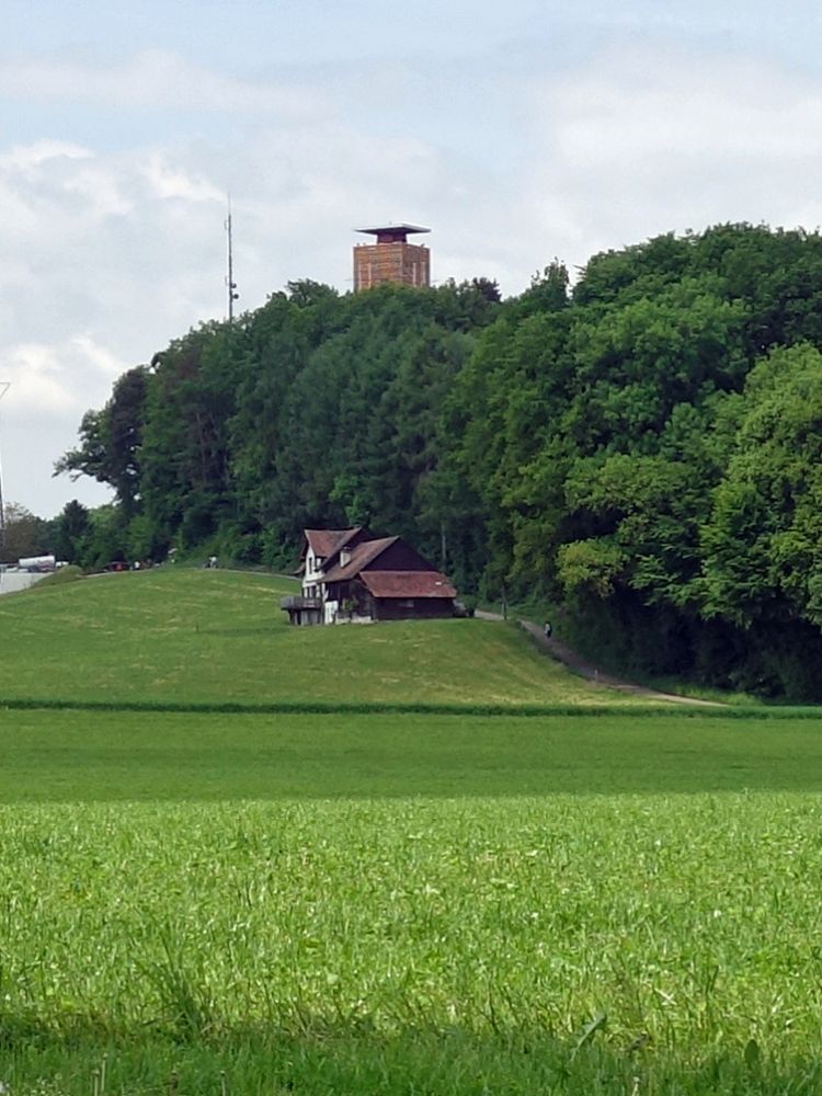 Napoleonturm über den Baumgipfeln