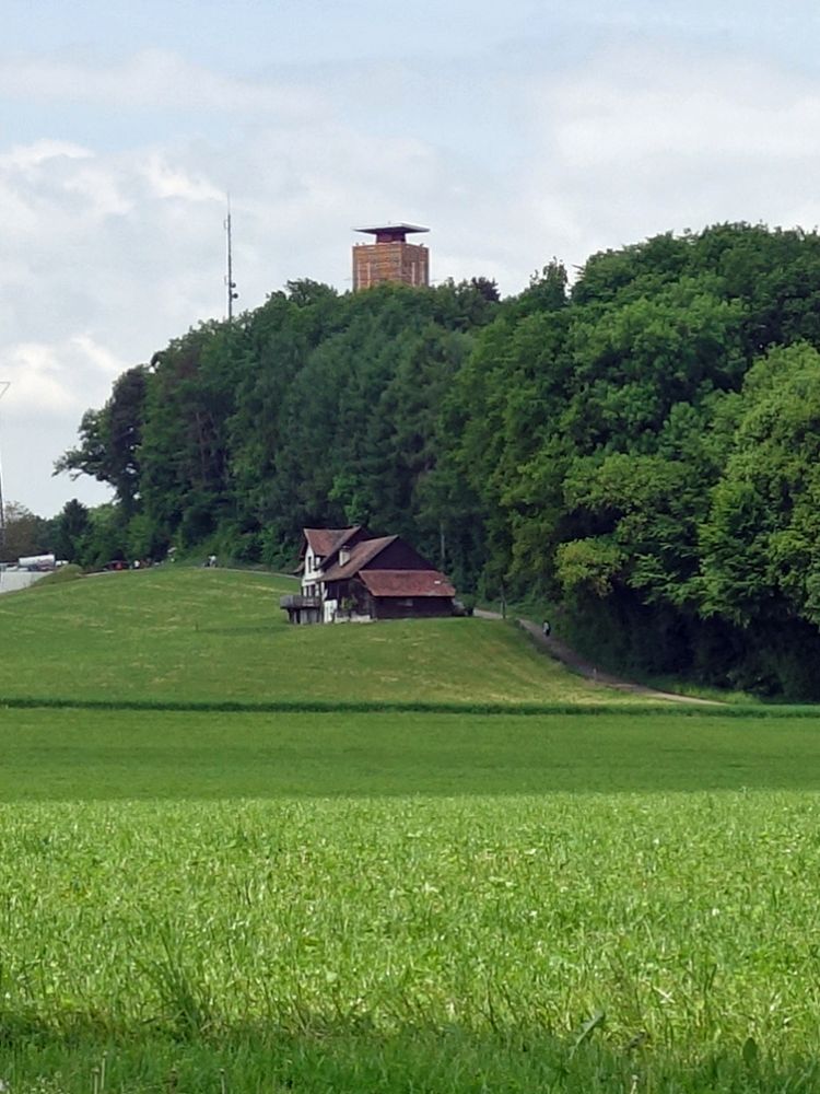 Napoleonturm ber den Baumgipfeln