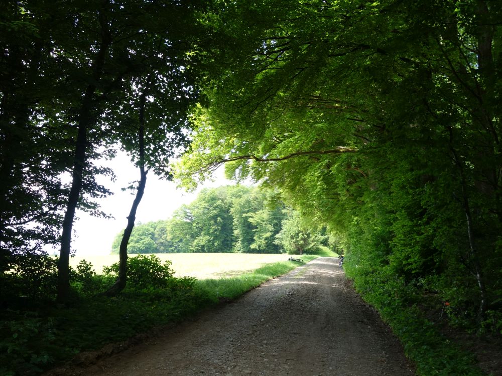 Waldweg