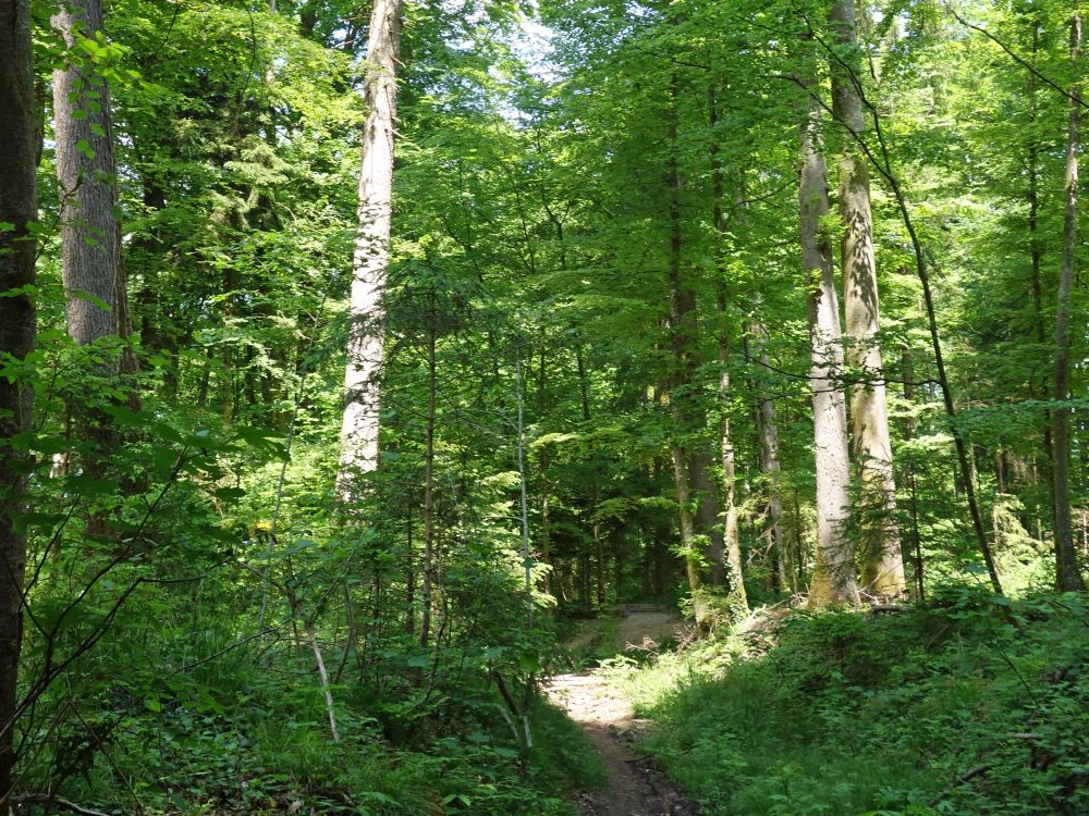 Waldweg