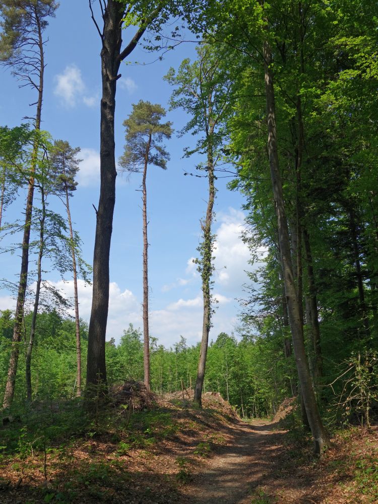 Waldweg