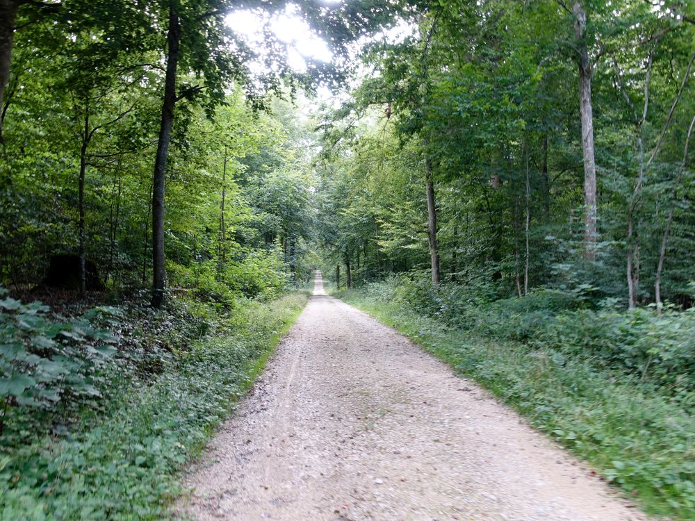 Waldweg