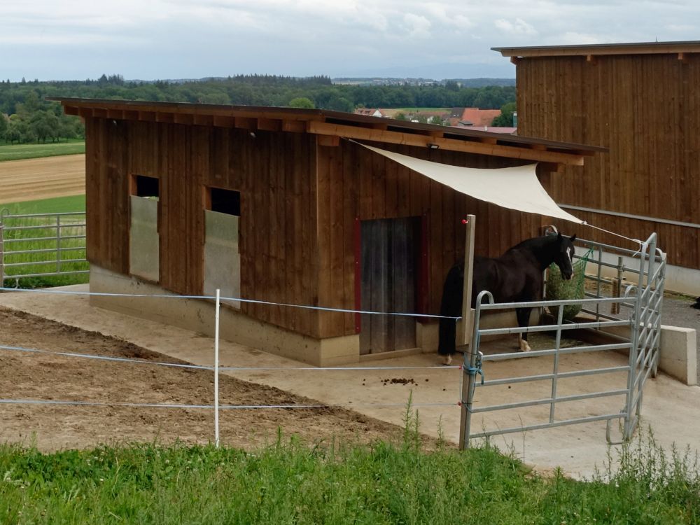 Pferd bei Hohenrain