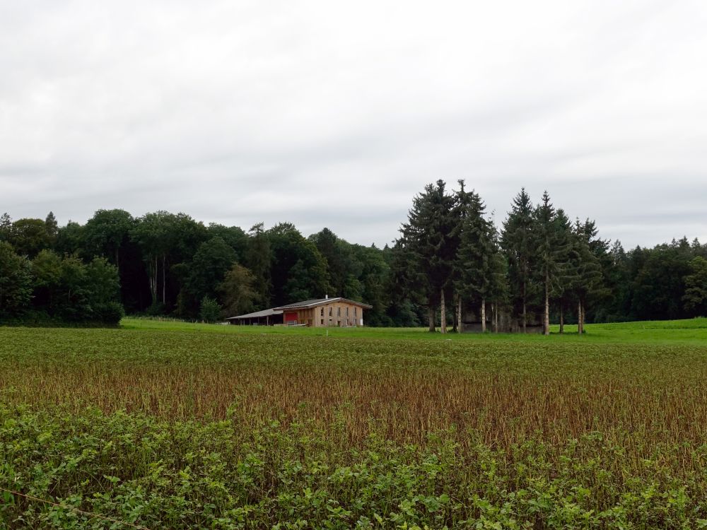 Bunker zwischen Bäumen versteckt