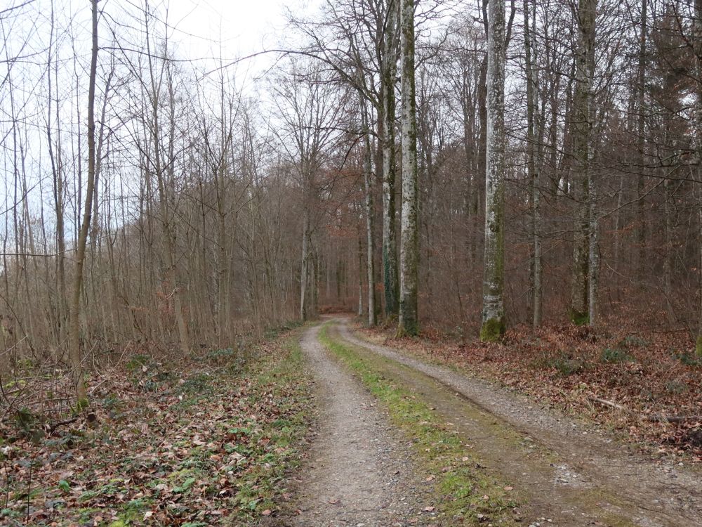 Waldweg