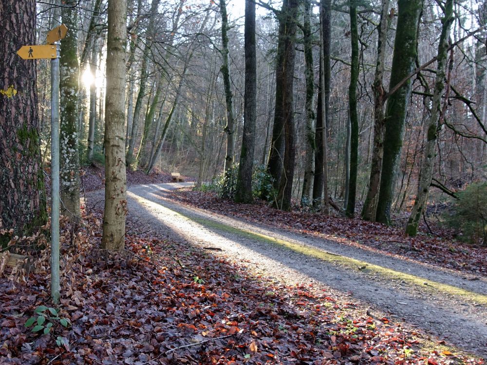 sonniger Waldweg