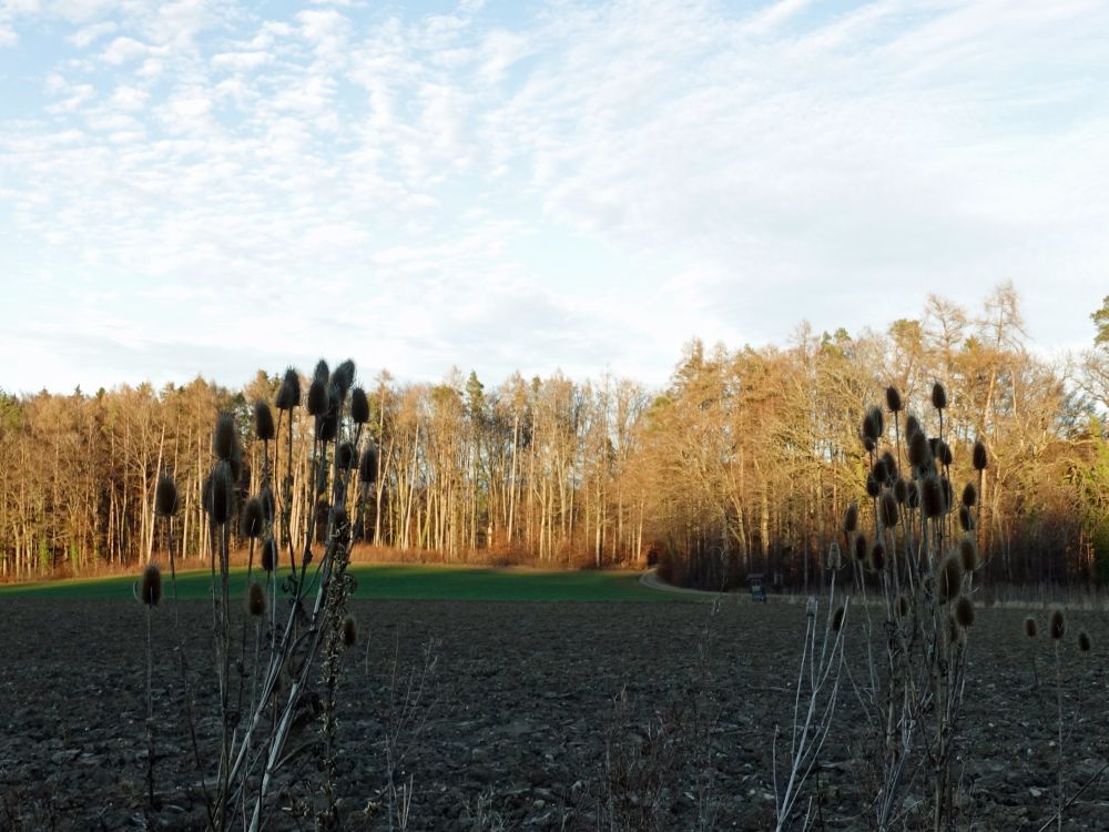 Disteln und sonniger Waldrand