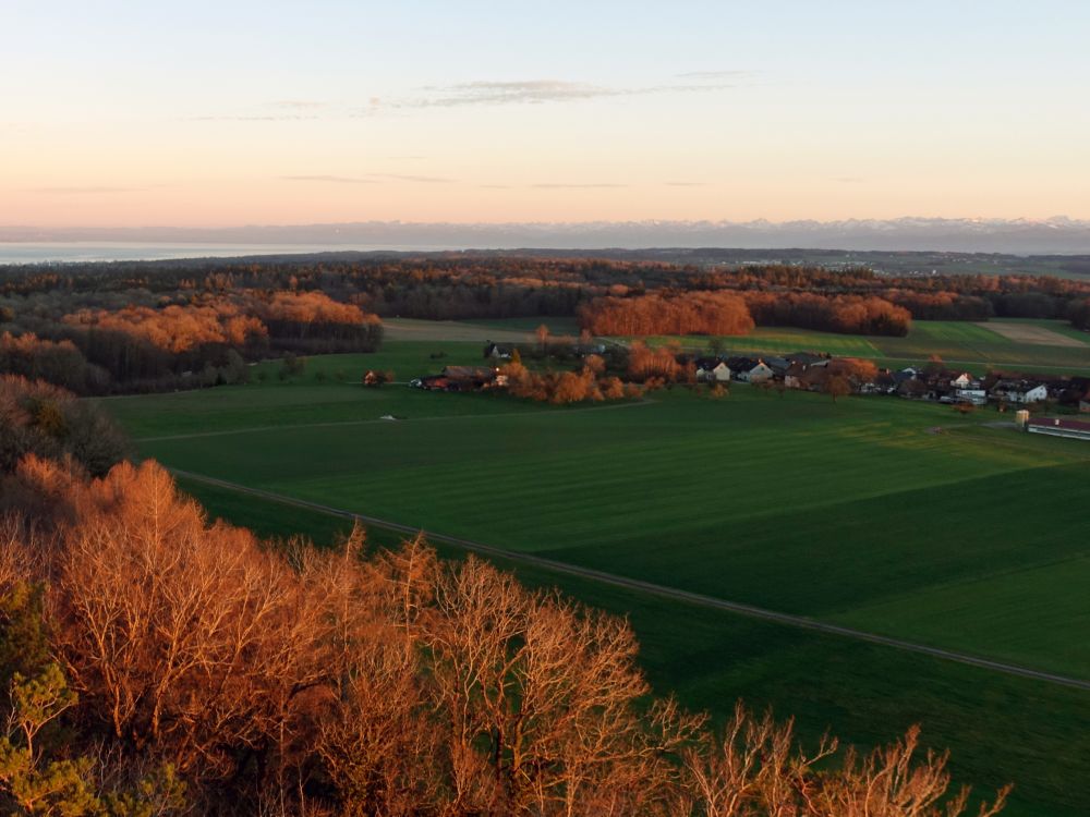 Bäume in der Abendsonne