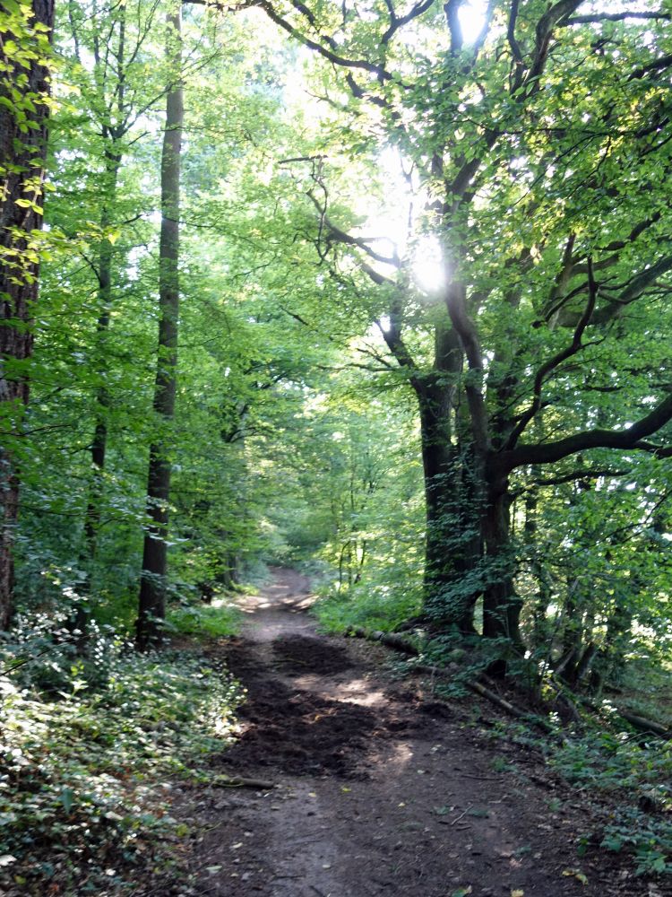 Wanderweg mit Wildschweinspuren