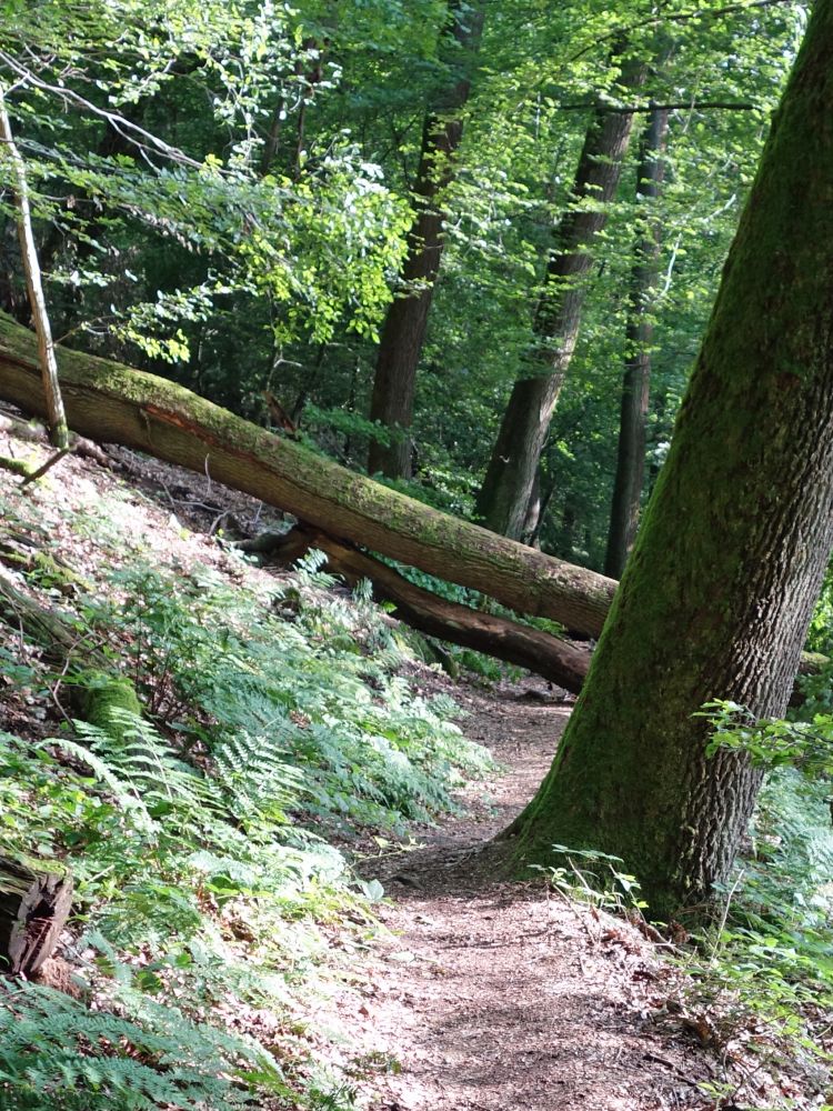 blockierter Wanderweg