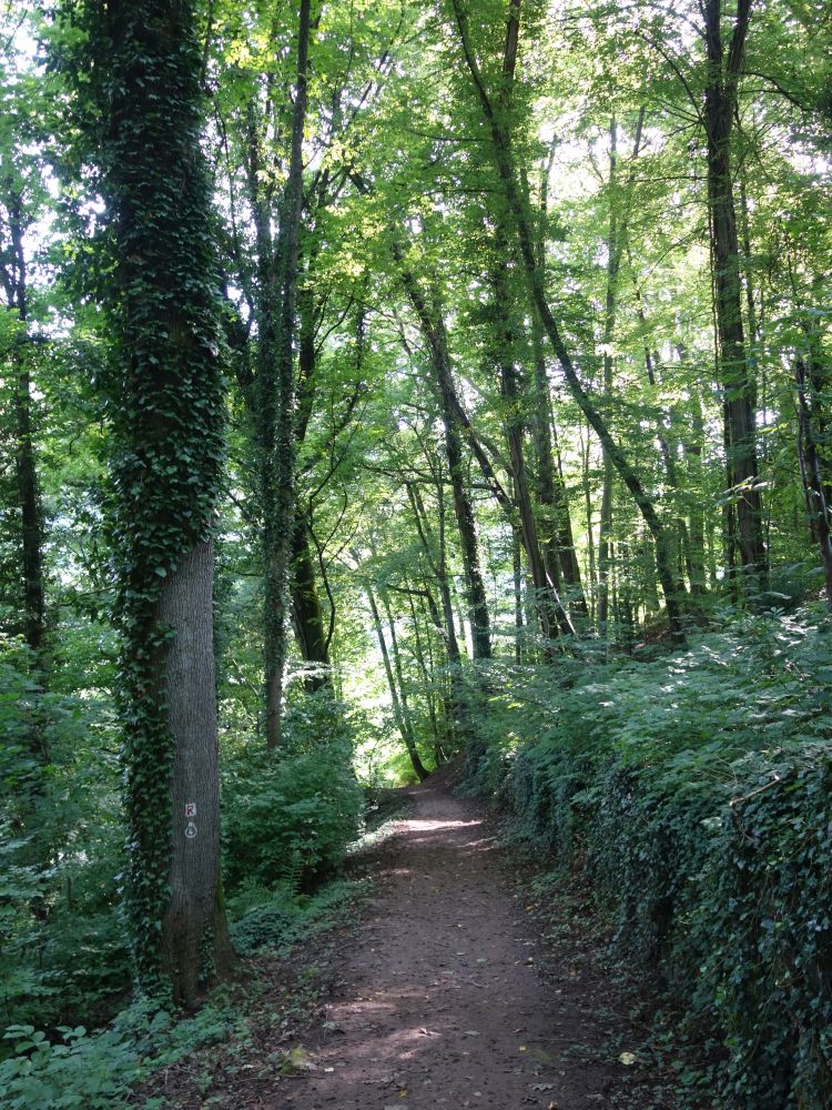 Wanderweg bei Mittelburg