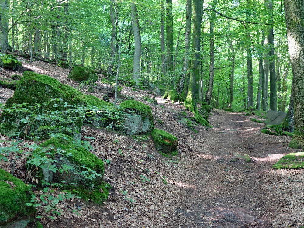 Wanderweg zum Dilsberg