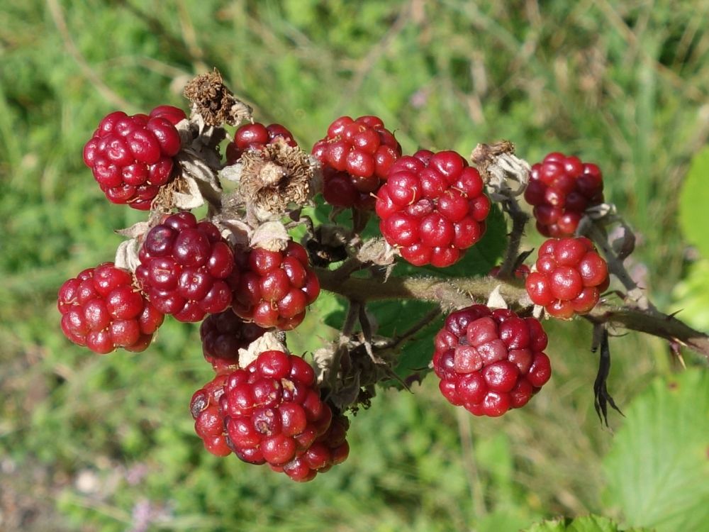 unreife Brombeeren