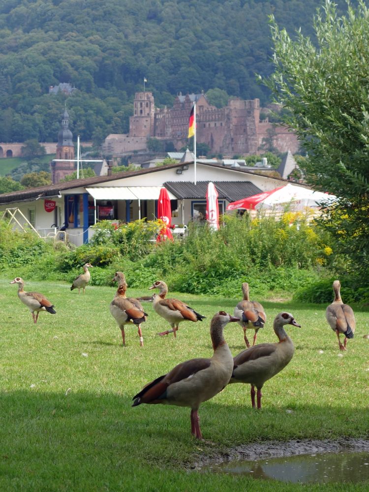 Gnse und Schloss Heidelberg