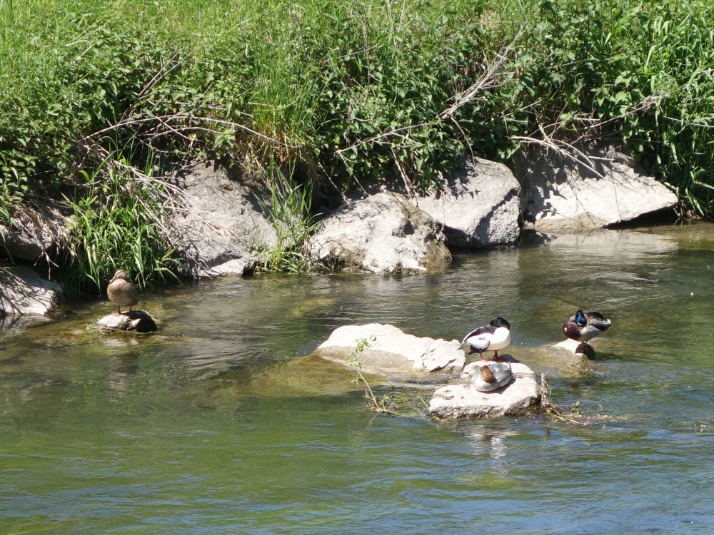 Enten auf der Glatt