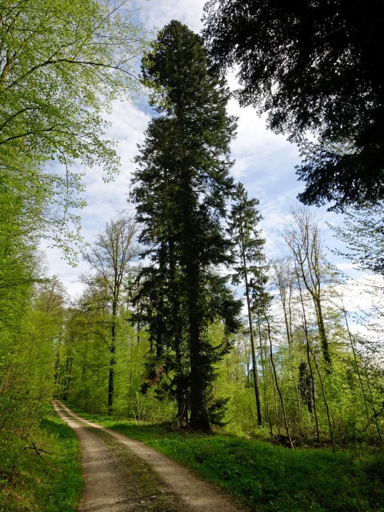 Baum am Waldweg