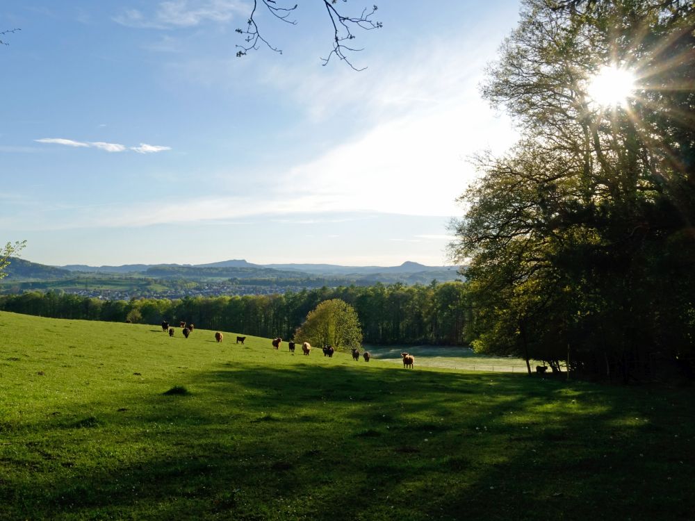 Langhornrinder und Hegauberge